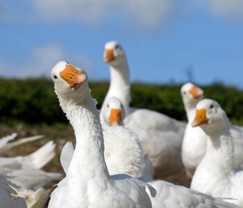 Saint Côme annulée